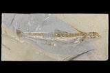 Bargain, Cretaceous Viper Fish (Prionolepis) - Lebanon #147171-1